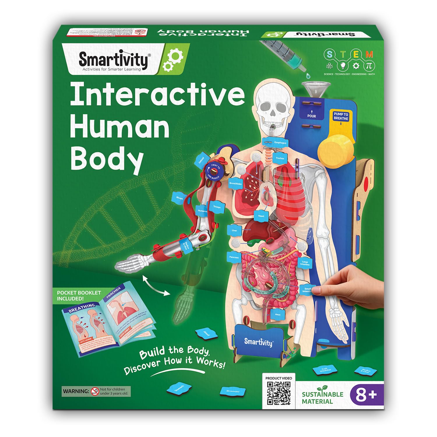 Smartivity Interactive Human Body Model for Kids 8-14 Years